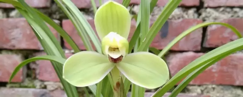 兰花的品种分类 ,兰花主要分为哪些常见品种呢？-会东网