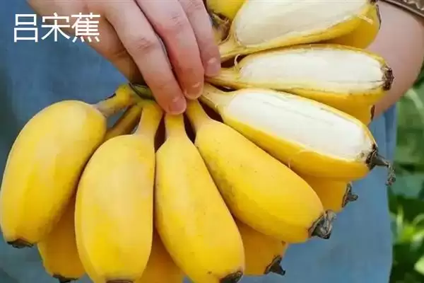 图片[13]-台湾香蕉的主要栽培品种，常见的有李林蕉、玫瑰蕉、旦蕉等-会东网