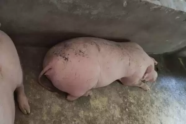 母猪死胎会有哪些症状表现呢,母猪死胎有体温升、食欲降、流浓液等表现插图3 母猪死胎会有哪些症状表现呢,母猪死胎有体温升、食欲降、流浓液等表现插图3