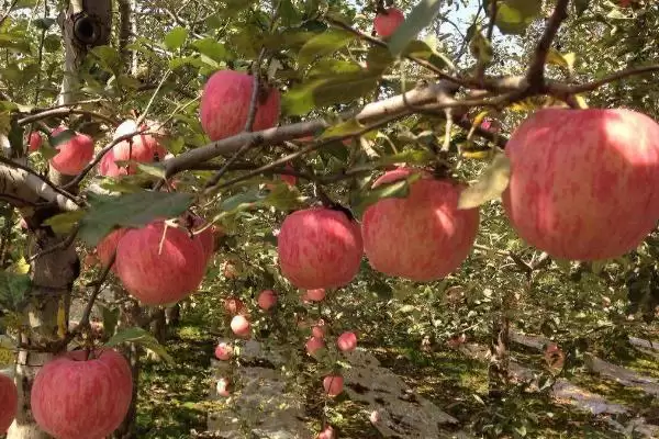 苹果烂果如何防治,要加强果园管理插图3 苹果烂果如何防治,要加强果园管理插图3