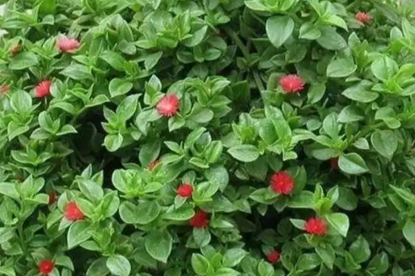 牡丹吊兰的养护方式是怎样的呢,牡丹吊兰养护可放于有充足散射光位置插图1 牡丹吊兰的养护方式是怎样的呢,牡丹吊兰养护可放于有充足散射光位置插图1