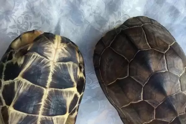 龟甲是乌龟的壳吗，是龟科动物乌龟的背甲及腹甲插图1