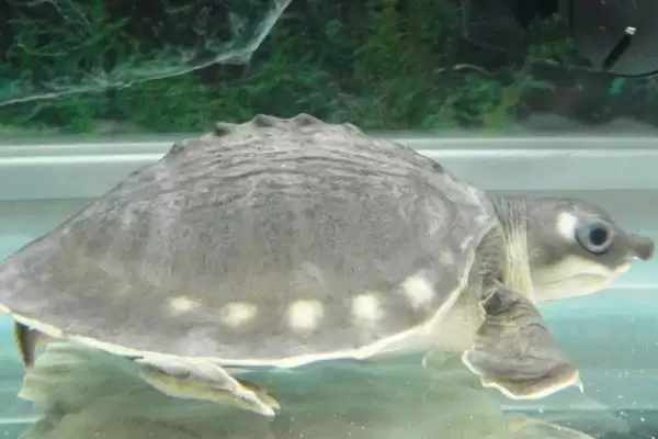 了解猪鼻龟干养时长的方法和重点？养猪场生态搭配与其他生物养殖细节？插图2