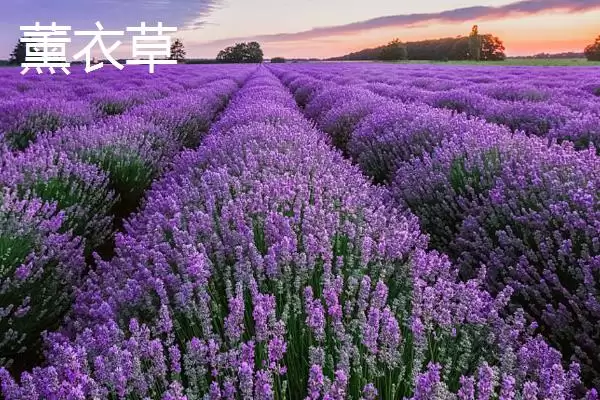 图片[5]-认识学校树木的方法和重点？认识学校树木要做好哪些细节？-会东网