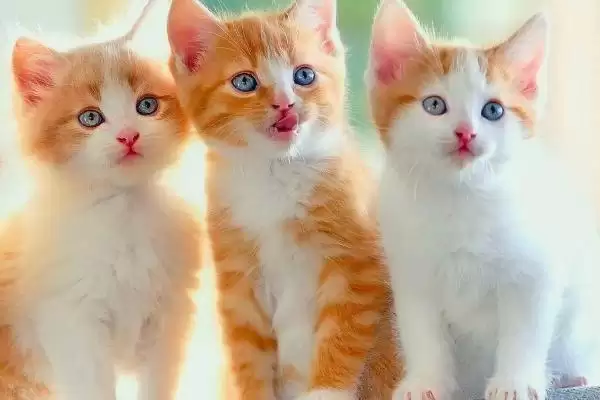 猫咪长耳螨会有哪些症状表现 ,猫咪长耳螨会出现频繁甩头现象插图2 猫咪长耳螨会有哪些症状表现 ,猫咪长耳螨会出现频繁甩头现象插图2