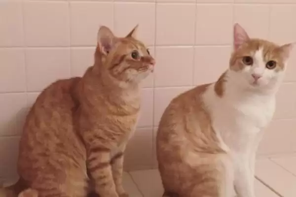 母猫对公猫熟悉需要多长时间呢 ,母猫对公猫通常需 5-7 天来熟悉彼此插图4