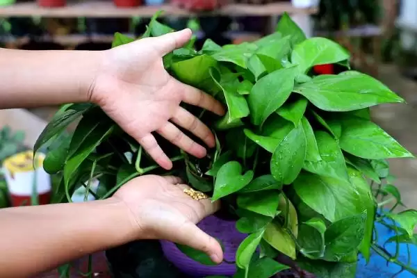 绿萝盆栽的养护方法有哪些 ,绿萝盆栽夏季如何养护插图6 绿萝盆栽的养护方法有哪些 ,绿萝盆栽夏季如何养护插图6