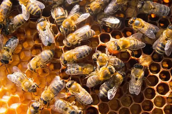 工蜂能变成蜂王吗,三日龄内有机会插图1 工蜂能变成蜂王吗,三日龄内有机会插图1