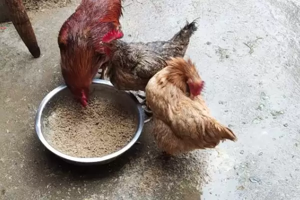 计算散养土鸡成本的方法和重点?养鸡要做好哪些成本核算?插图9 计算散养土鸡成本的方法和重点?养鸡要做好哪些成本核算?插图9