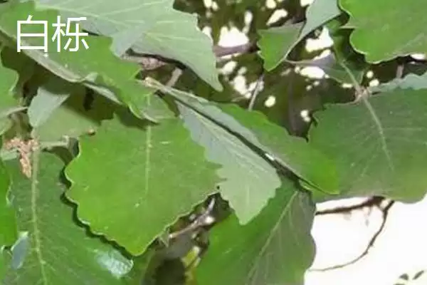图片[6]-栎树的种类介绍 ,栎树有哪些主要的品种类型呢？-会东网