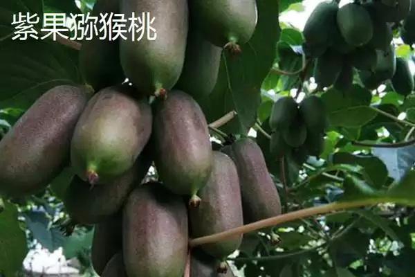 图片[5]-软枣猕猴桃的产地？了解软枣猕猴桃产地要知晓哪些地域信息？-会东网