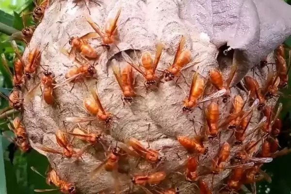 图片[6]-马蜂窝怎么安全处理，试试这4种方法-会东网