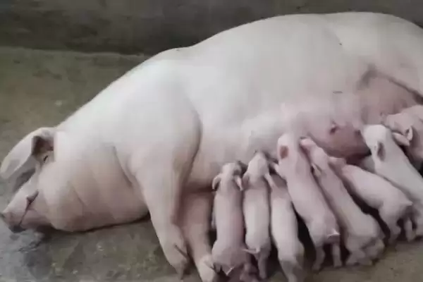 图片[3]-了解市面上没有猪奶原因的方法和重点？养猪乳业发展有哪些细节？-会东网