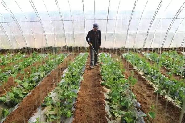 种植甜瓜防治烂瓜有啥方法和重点？种甜瓜要做好哪些细节？插图4