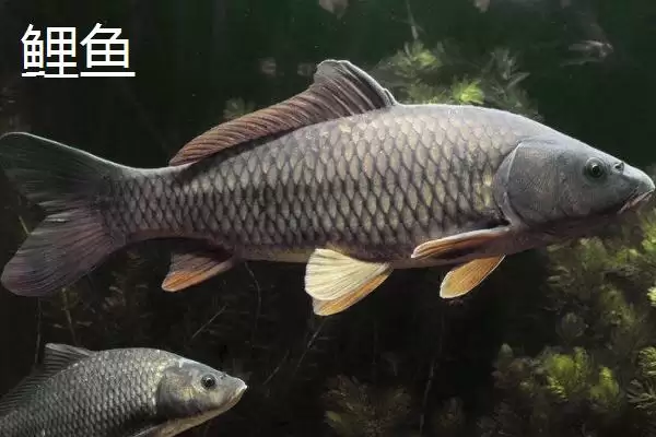 图片[3]-军鱼和鲤鱼的区别 ,军鱼和鲤鱼在外形上有何不同呢？-会东网