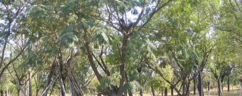 栎树的种类介绍 ,栎树有哪些主要的品种类型呢？-会东网