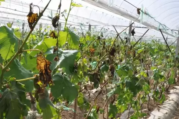 葡萄树冬季防寒攻略:培土、缠膜、喷药等的实用技巧插图3 葡萄树冬季防寒攻略:培土、缠膜、喷药等的实用技巧插图3