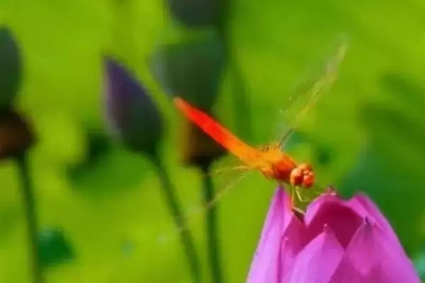 图片[2]-蜻蜓的寿命，蜻蜓成虫的寿命仅八个月左右-会东网