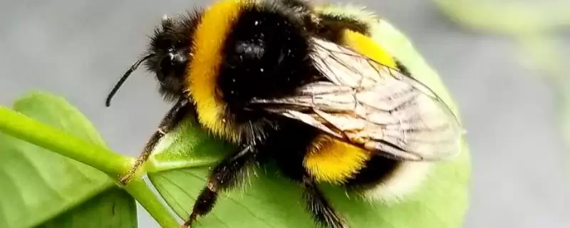 什么黑蜂比虎头蜂还大,可能是熊蜂、木蜂或竹蜂-会东网
