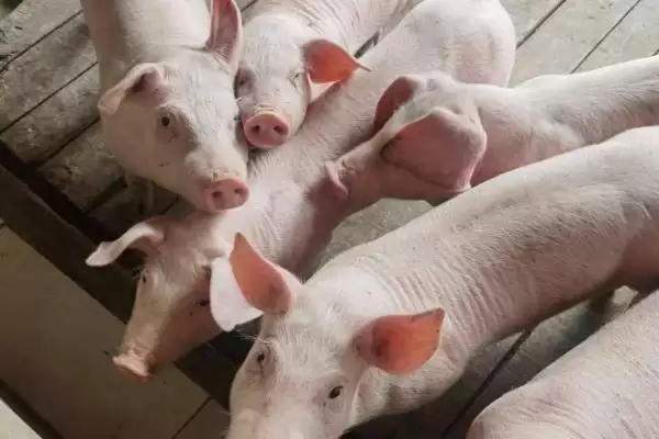 管理新入栏仔猪的方法和重点？养猪要做好哪些新成员融入细节？插图4