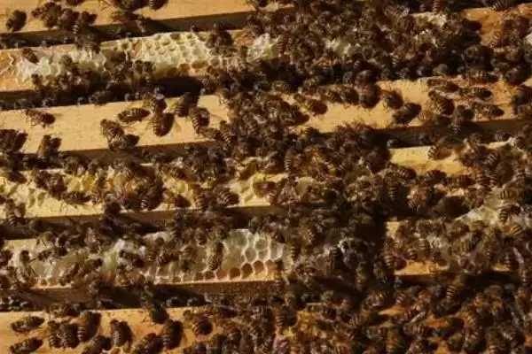 图片[4]-蜜蜂何时会快速繁殖，春季蜜源较丰富时繁殖速度较快-会东网
