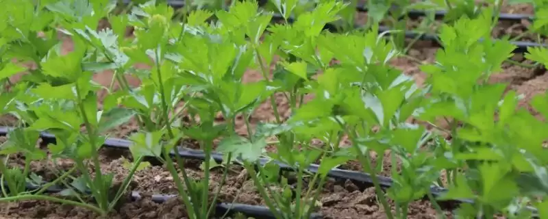 芹菜原产地探秘：地中海沿岸沼泽地带的起源故事-会东网