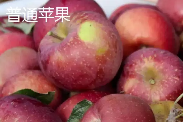 冰糖心苹果是特殊的品种吗，并非特殊的品种插图3