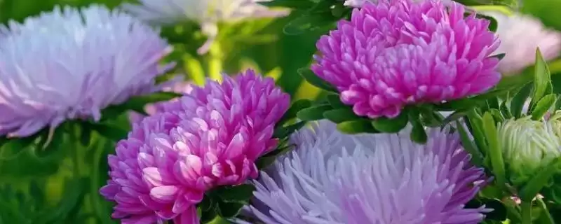 菊花黑斑病的防治 ,防治菊花黑斑病可喷施哪些药物呢?-会东网