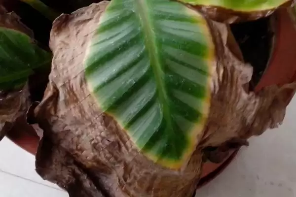 青苹果竹芋叶子焦边怎么处理,需进行遮阴处理插图3 青苹果竹芋叶子焦边怎么处理,需进行遮阴处理插图3