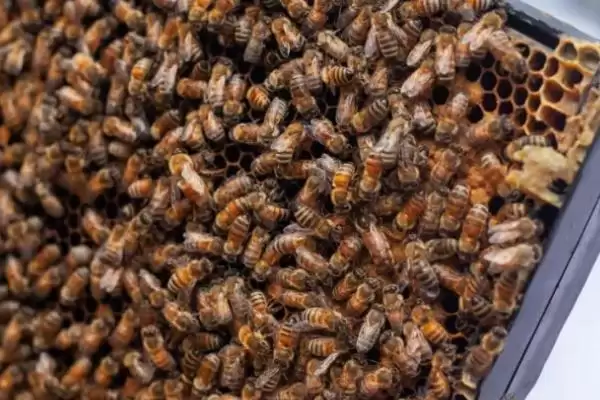 蜂王被围如何解救,可采取喷烟、移标、投水等措施插图4 蜂王被围如何解救,可采取喷烟、移标、投水等措施插图4