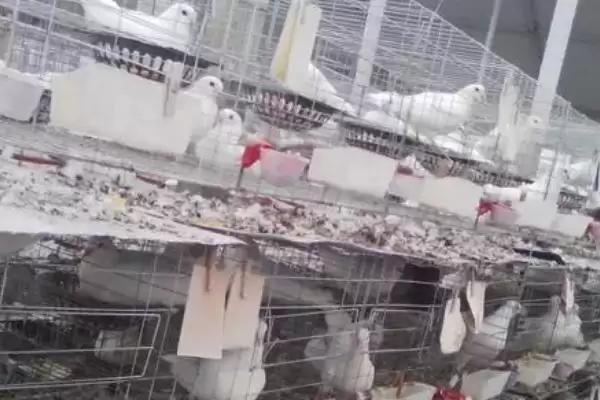 图片[6]-肉鸽品种介绍？了解肉鸽品种要知晓哪些重要的品种特点？-会东网
