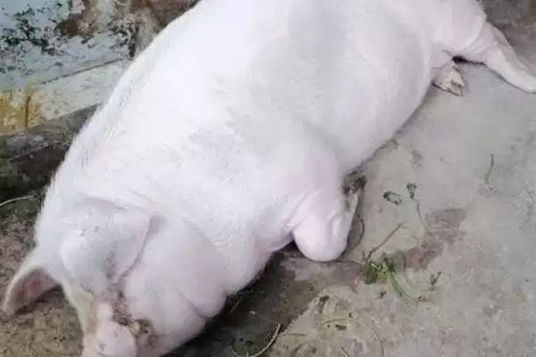 母猪用什么药可以进行催产呢,母猪催产可选择缩宫素、氯前列烯醇等药物插图3 母猪用什么药可以进行催产呢,母猪催产可选择缩宫素、氯前列烯醇等药物插图3