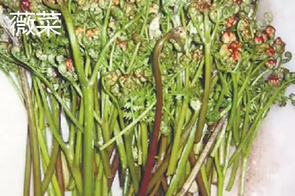 图片[7]-薇菜的收获时间？确定薇菜收获时间要关注哪些生长周期和品质影响要点？-会东网