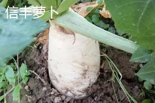 图片[11]-江西省瑞金市的特产 ,江西省瑞金市有啥特色美食-会东网