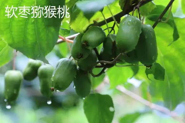 图片[3]-软枣猕猴桃的产地？了解软枣猕猴桃产地要知晓哪些地域信息？-会东网