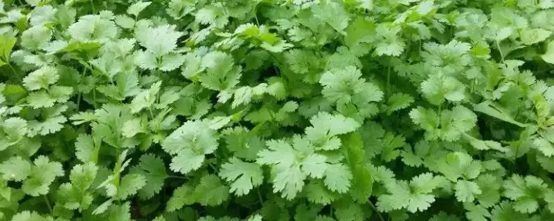 香菜收获时间的要点和判断？判断香菜收获时机需注意什么？-会东网