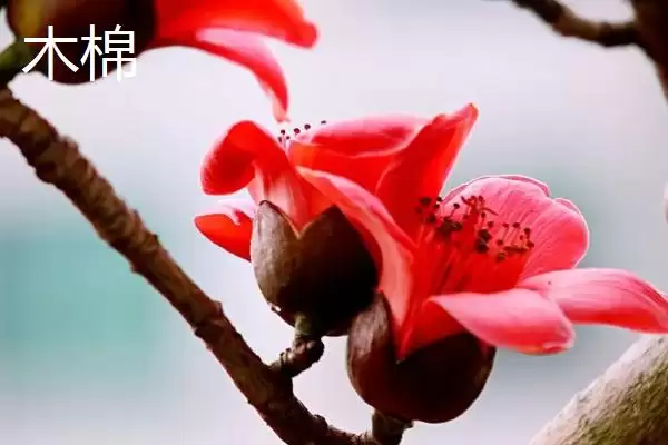 美丽异木棉和木棉有什么区别呢 ,美丽异木棉和木棉科属、形态、习性不同插图6 美丽异木棉和木棉有什么区别呢 ,美丽异木棉和木棉科属、形态、习性不同插图6