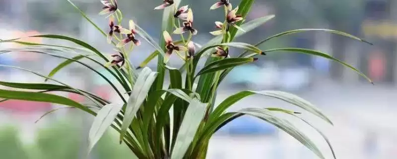 兰花的过冬方法 ,兰花安全过冬为何要搬进室内？-会东网