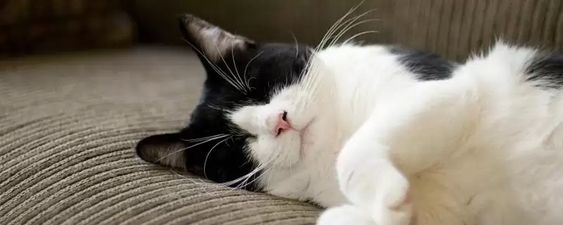 猫咪怀孕有哪些注意事项 ,猫咪怀孕需营养均衡并及时补钙-会东网