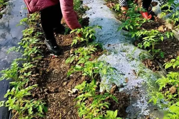 图片[3]-用沼肥种蔬菜注意事项的方法和重点？用沼肥种蔬菜注意事项要做好哪些细节？-会东网