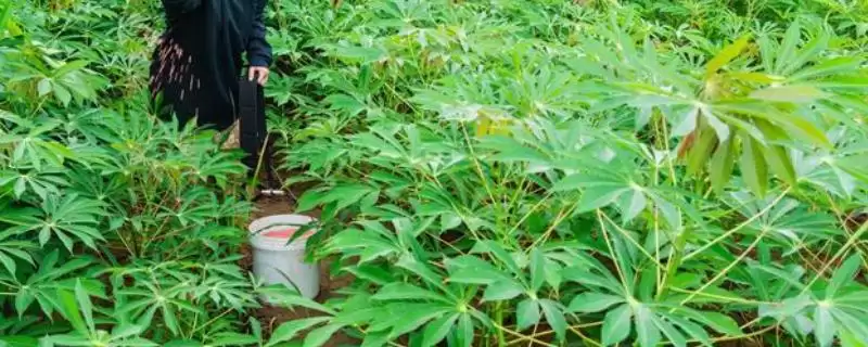 木薯的施肥方法是怎样的呢,木薯块根膨大期应主要施加钾肥为主-会东网