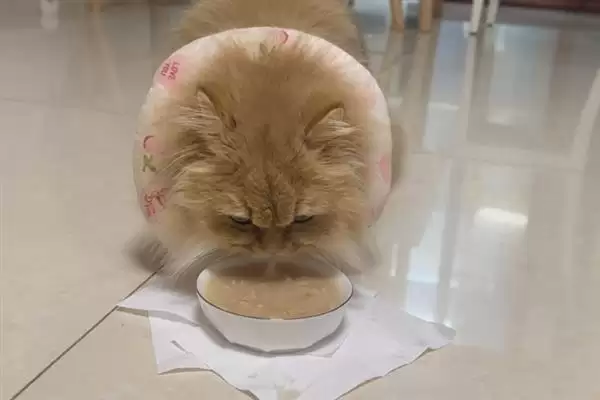 猫咪吃干粮和湿粮各有什么优缺点 ,干粮价低易胖湿粮补水期短插图10