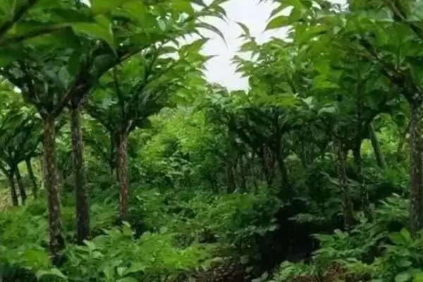 图片[4]-魔芋种子育苗技术有哪些要点呢 ,魔芋种子育苗依种芋大小分开播种-会东网