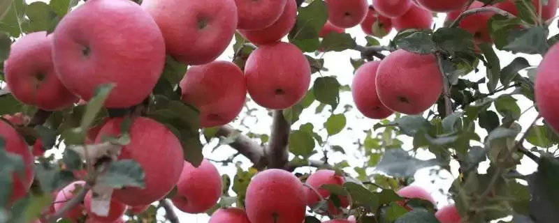 给苹果树修枝的作用，修枝可改善树体营养、提高果实品质-会东网