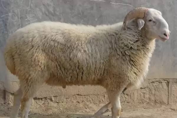 判断羊和鸡能否混养的方法和重点?养鸡要做好哪些混养规划?插图3 判断羊和鸡能否混养的方法和重点?养鸡要做好哪些混养规划?插图3