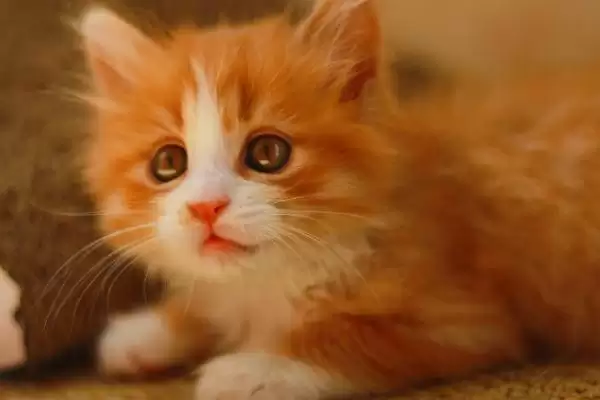 猫咪冬季怎样过冬适宜 ,猫咪冬季室内温度无需过高插图1 猫咪冬季怎样过冬适宜 ,猫咪冬季室内温度无需过高插图1