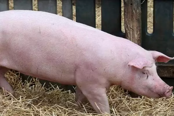 小母猪阉割作用及操作方法和重点？养猪要做好哪些阉割细节？插图3