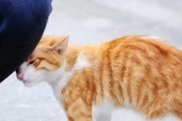 猫咪为何一直蹭人还叫唤 ,猫咪发情等原因会蹭人并叫唤插图2 猫咪为何一直蹭人还叫唤 ,猫咪发情等原因会蹭人并叫唤插图2