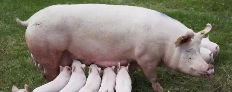 母猪发烧用什么药治疗效果好呢,母猪发烧用安乃近加青莲霉素效果好-会东网