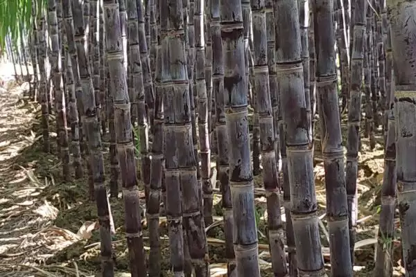 图片[2]-水果甘蔗怎么管理？管理水果甘蔗要掌握哪些关键的种植管理方法？-会东网